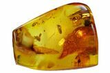 Fossil Beetle (Coleoptera) & Two Flies (Diptera) In Baltic Amber #128318-1